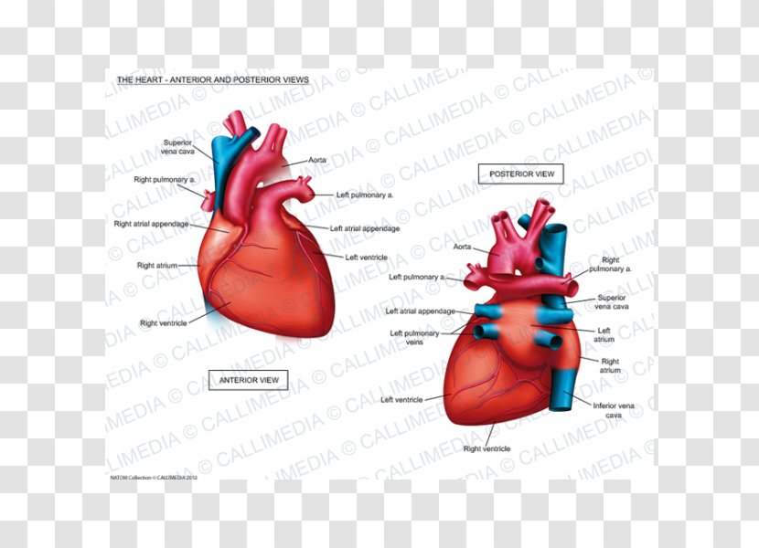 Braunwald's Heart Disease: Review And Assessment A Textbook Of Cardiovascular Medicine Anatomy Cardiology - Frame Transparent PNG