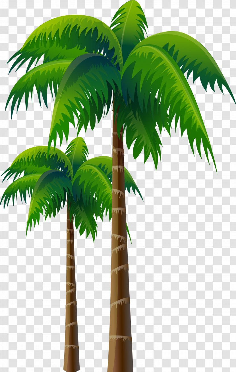 Arecaceae Coconut Tree Woody Plant - Palms Transparent PNG