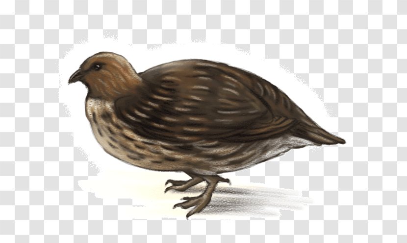 Bird Moa Dinosaur Montezuma Quail - Chicken Transparent PNG