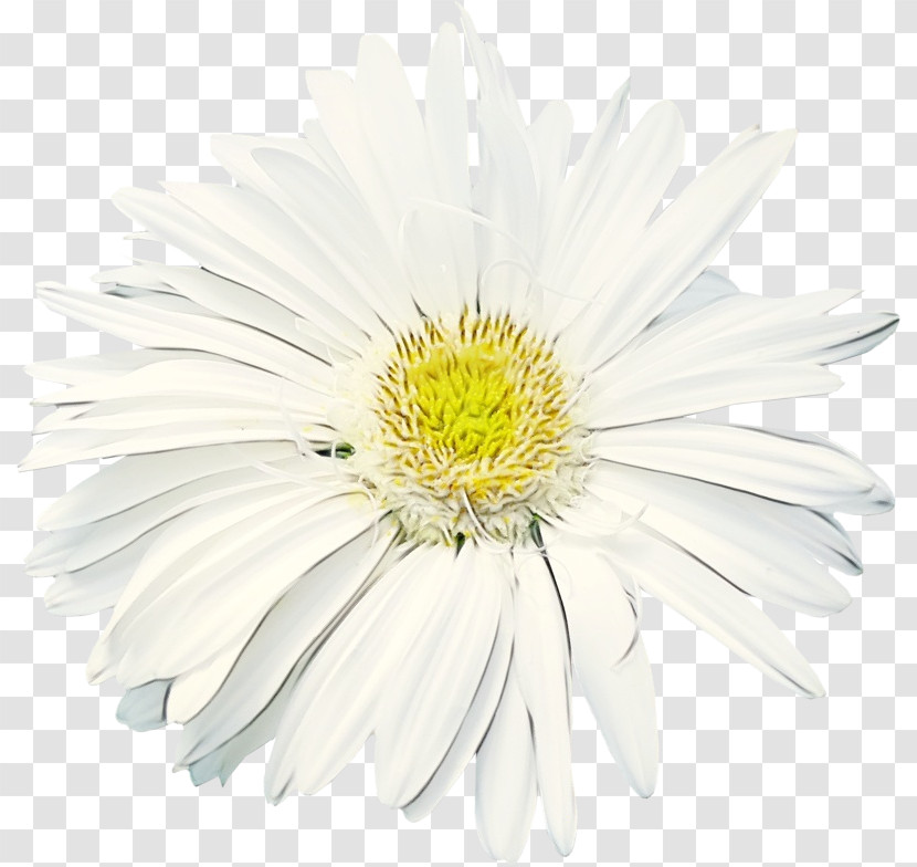 Daisy Transparent PNG