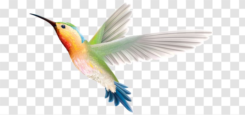 Hummingbird Clip Art - Bird Transparent PNG