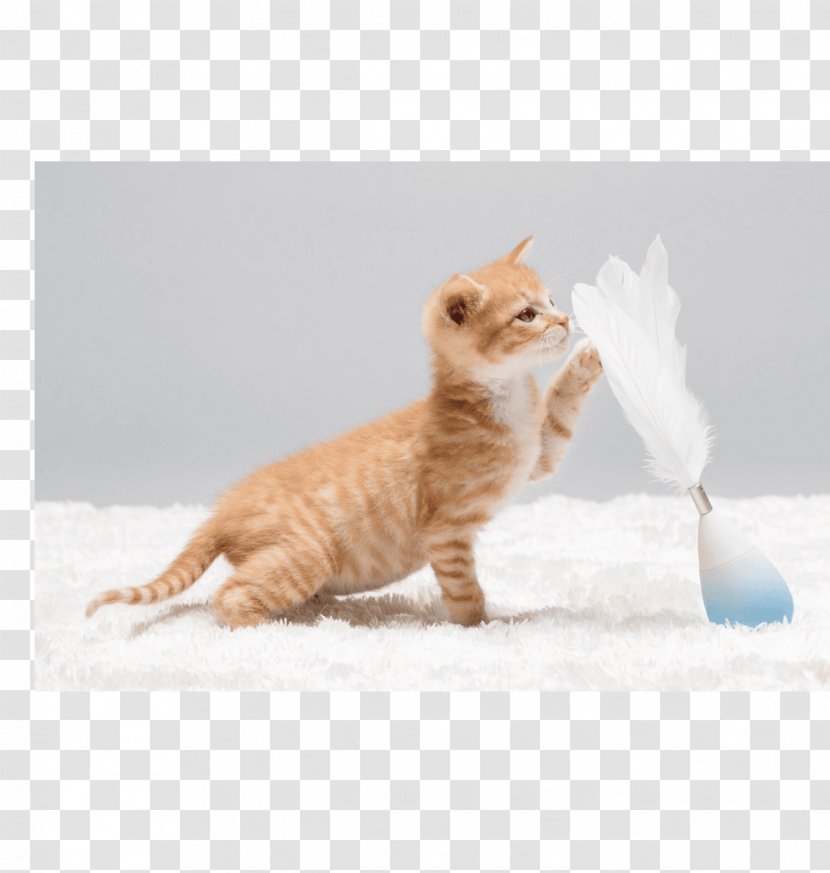 Whiskers Munchkin Cat Kitten Play And Toys Litter Trays Transparent PNG
