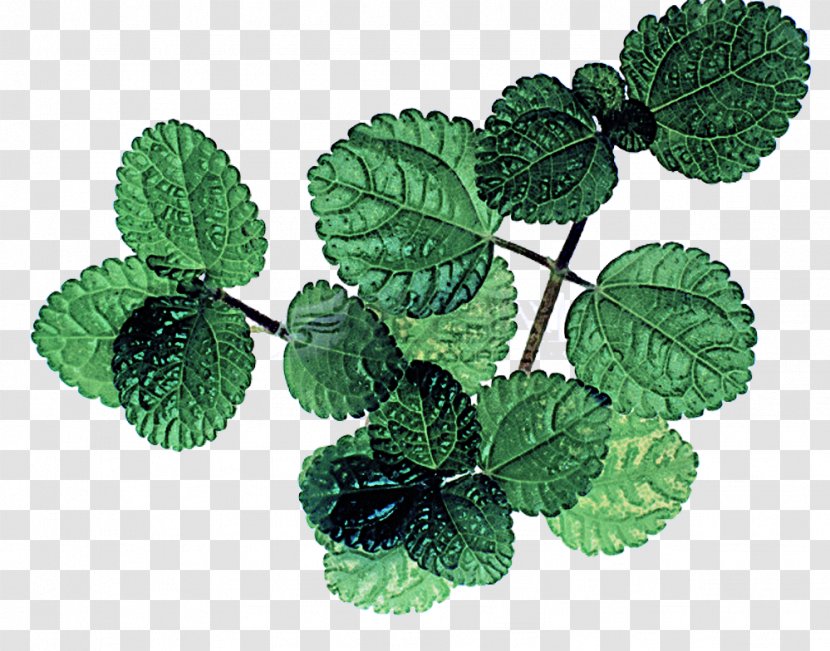 Leaf Plant Green Flower Mint - Spearmint Peppermint Transparent PNG
