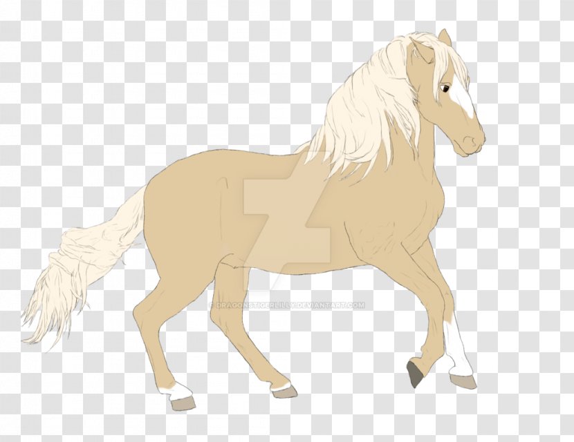 Mustang Stallion Foal Colt Mare - Horse Transparent PNG