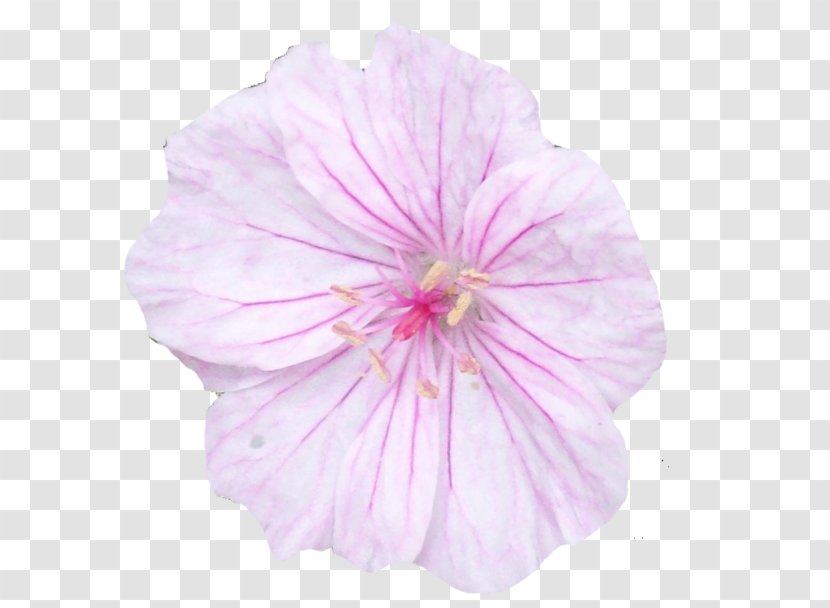 Pink Flowers Crane's-bill - Petal - Flower Transparent PNG