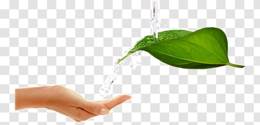 Leaf Water Testing Purification Treatment - Plant - Fresh Green Leaves Transparent PNG