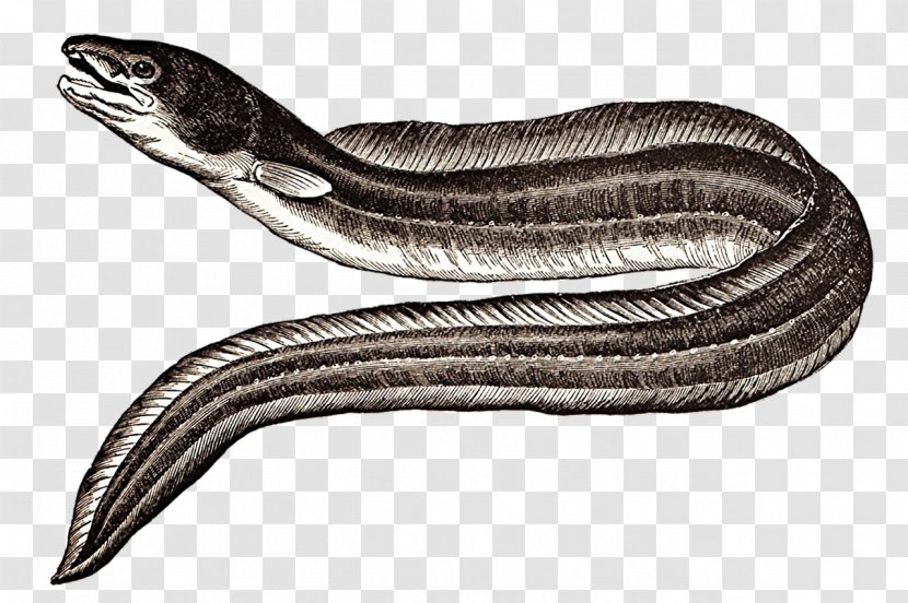Conger Eel Sargasso Sea Drawing Moray - Snake Transparent PNG
