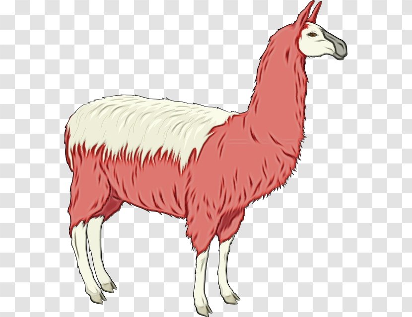 Llama Cartoon - Drawing - Sheep Livestock Transparent PNG
