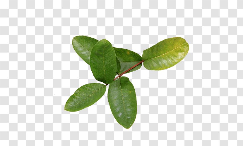 Common Guava Leaf Tropical Fruit Health - Myrtaceae Transparent PNG