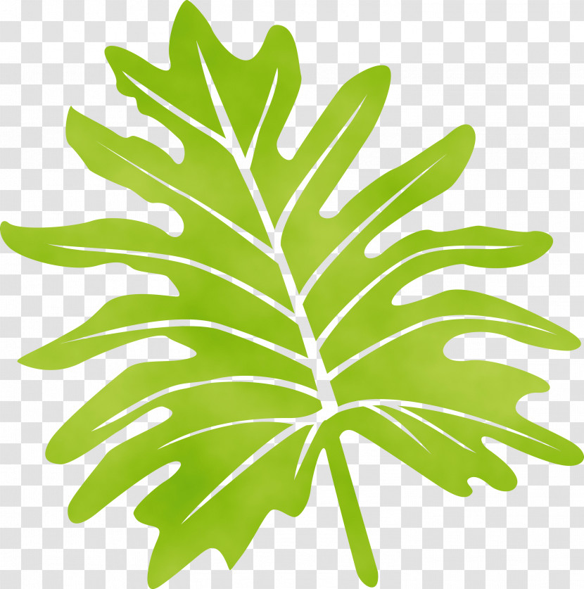 Leaf Plant Stem Leaf Vegetable Line Tree Transparent PNG