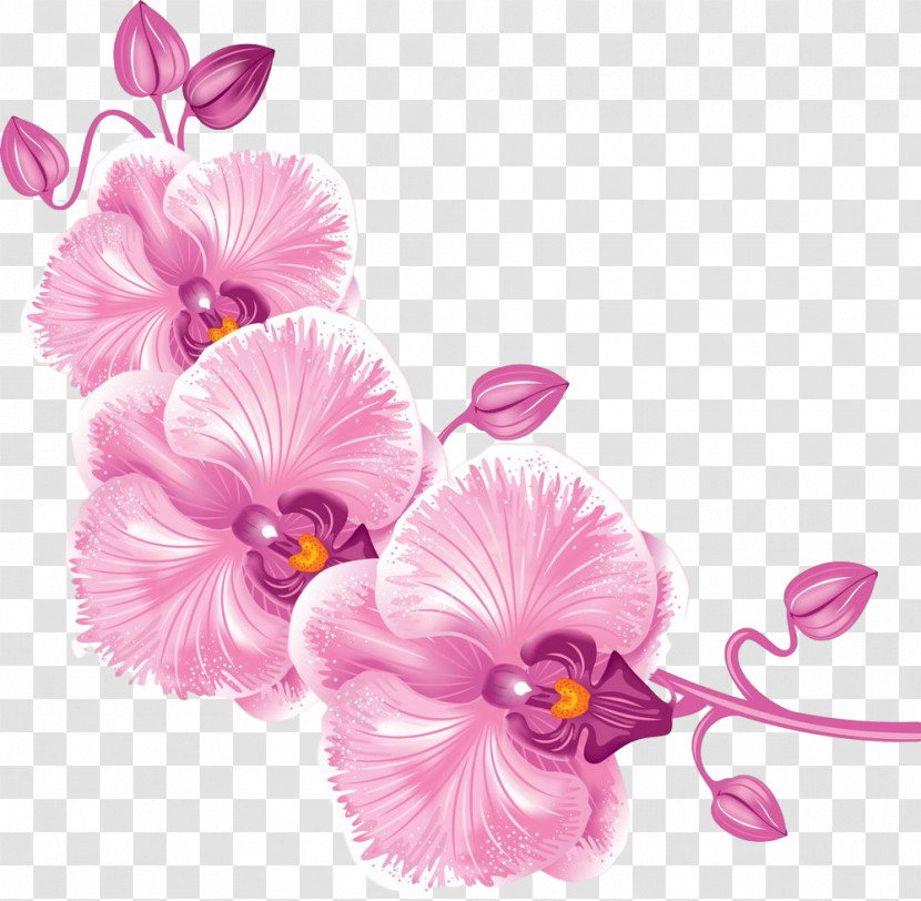 Flower Pink Petal Plant Cut Flowers Transparent PNG
