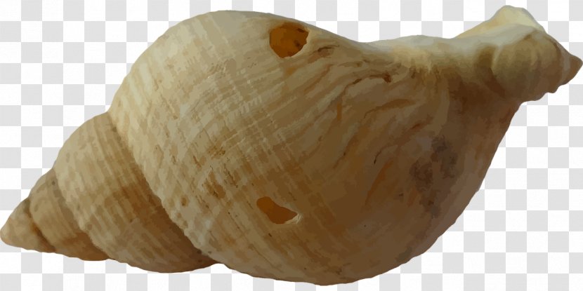 Clam Seashell - Sand Transparent PNG