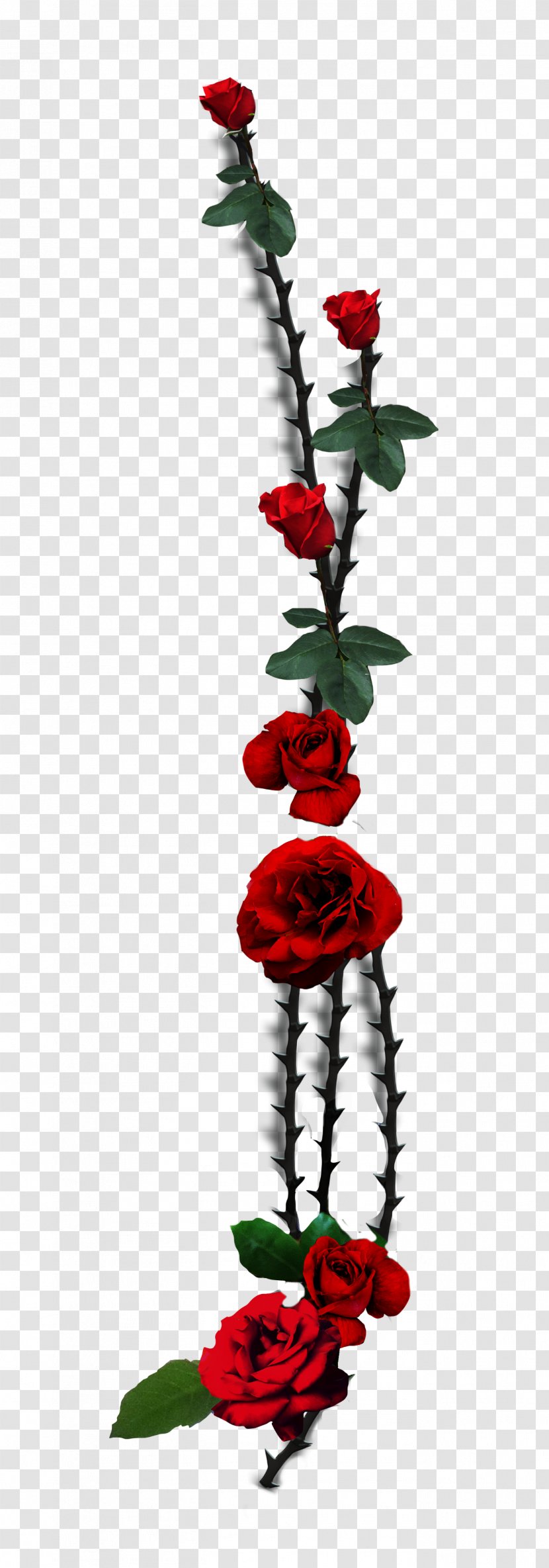 Garden Roses Thorns, Spines, And Prickles Flower Floral Design - Rose Family Transparent PNG