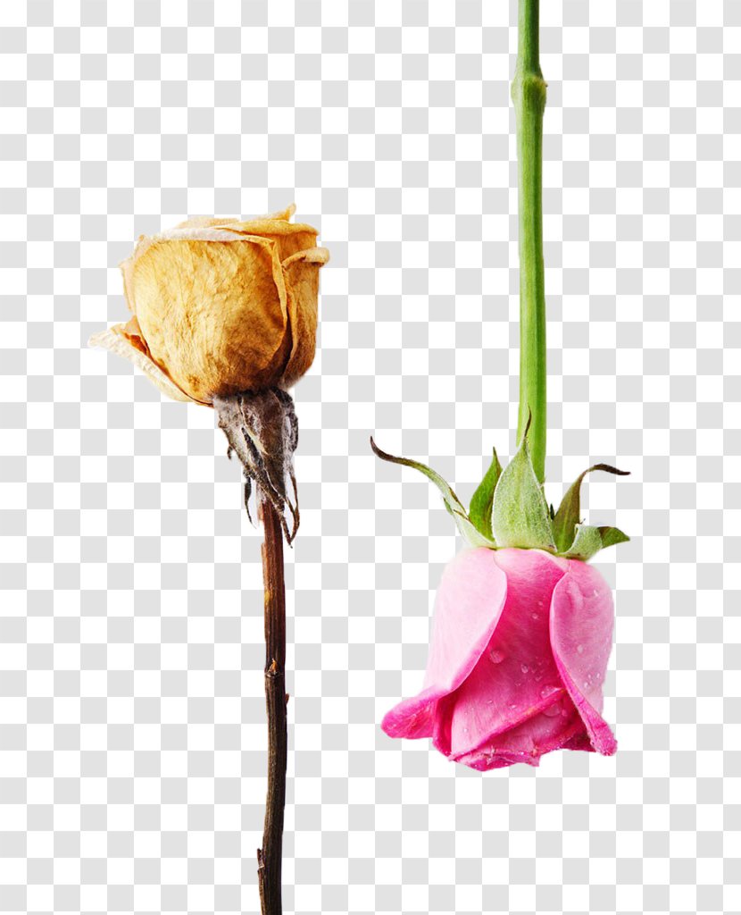 Garden Roses Beach Rose Flower Contrast - Order Transparent PNG