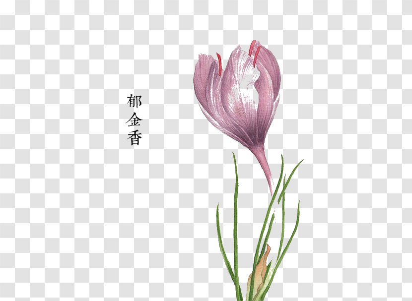 Pink Flowers Watercolor Painting Floral Design - Tulip Transparent PNG