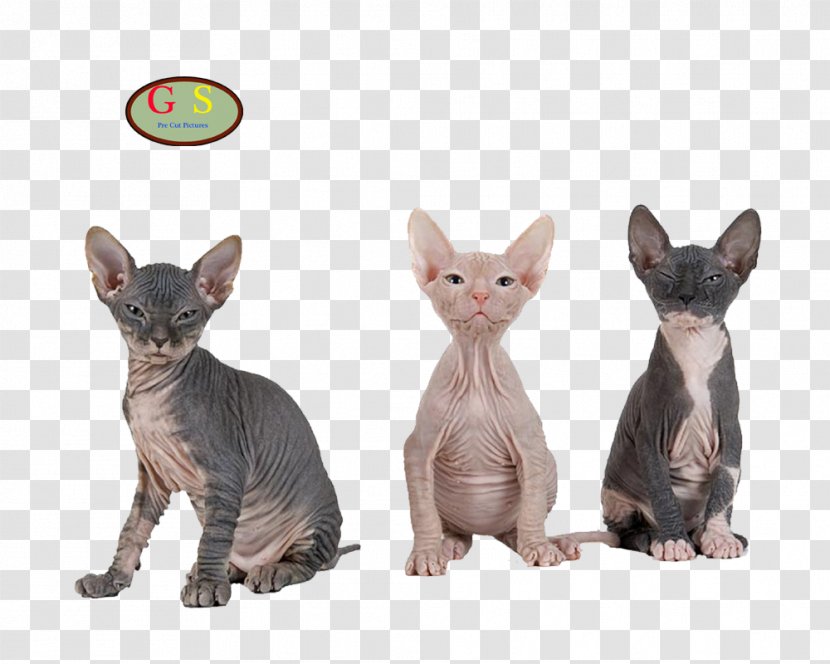 Sphynx Cat Donskoy Bambino Siamese Kitten - Devon Rex Transparent PNG