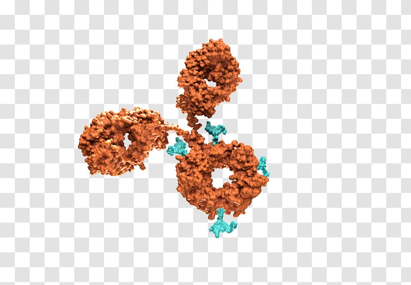 Antibody-drug Conjugate Pharmaceutical Drug Monoclonal Antibody Biotechnology - Protein Transparent PNG