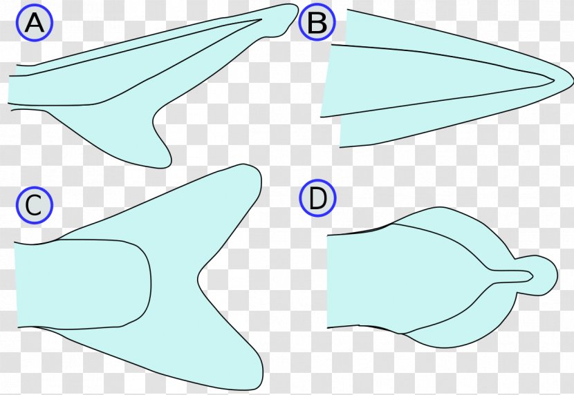 Fish Sirip Ikan Fin Water Poikilotherm - Scale Transparent PNG