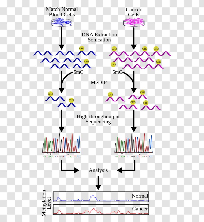 Methylated DNA Immunoprecipitation Methylation Sequencing - Chipsequencing - Experimental Cancer Treatment Transparent PNG