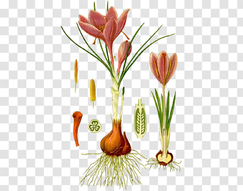 Autumn Crocus Botanical Illustration Botany Saffron Iris Family - Plant Stem - Tulip Transparent PNG