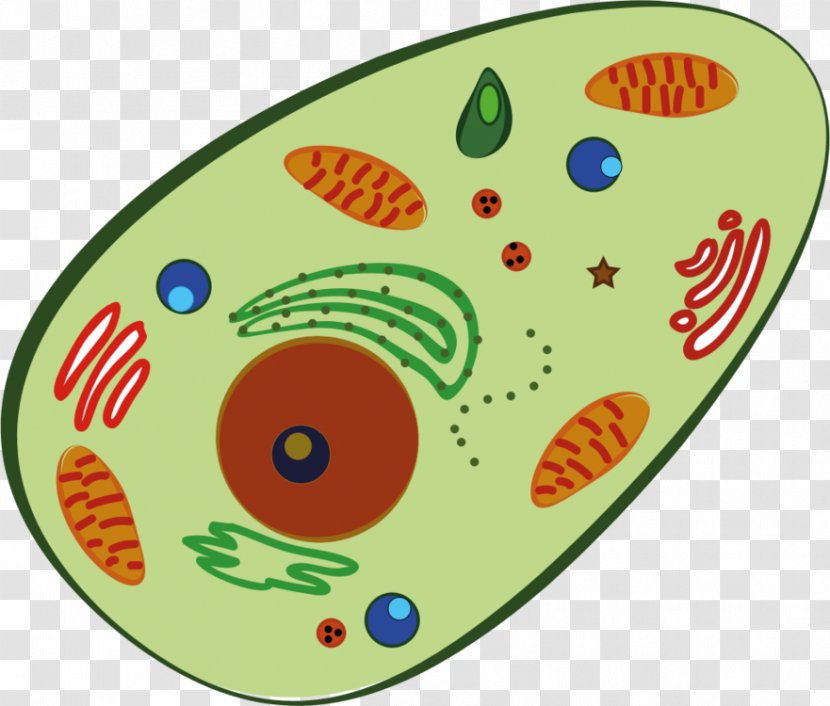 Plant Cell Clip Art Human Red Blood - Lysosome Transparent PNG
