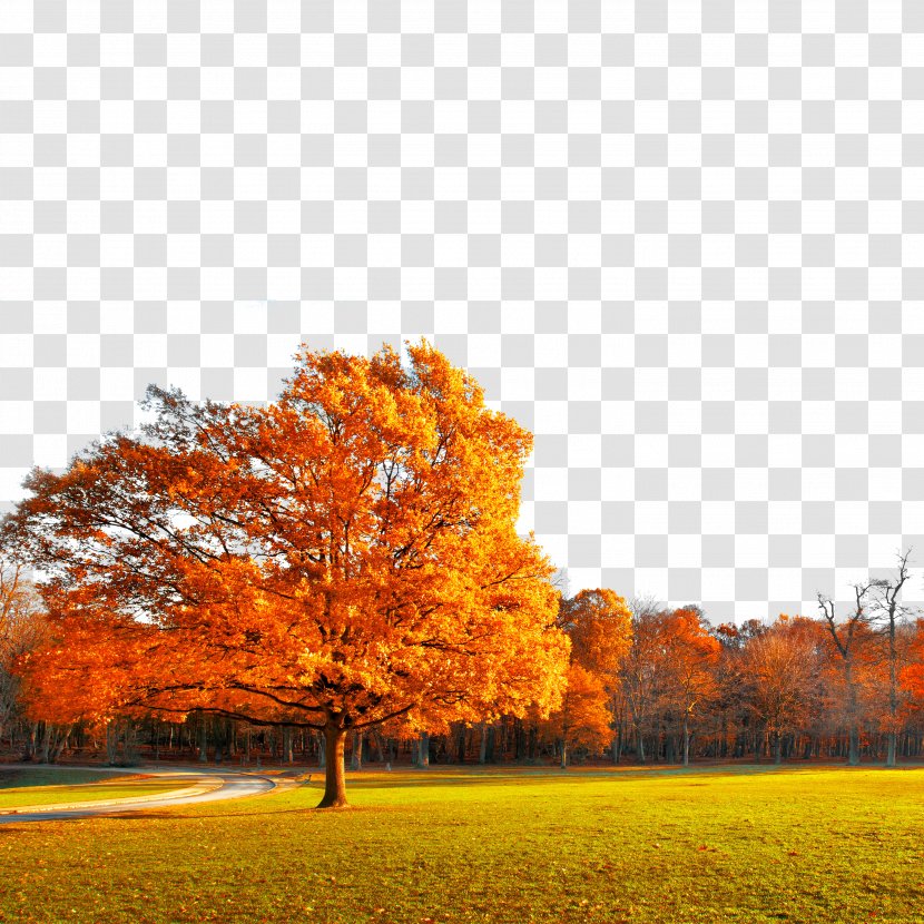 Bedroom House Wallpaper - Meadow - Autumn Tree Maple Transparent PNG
