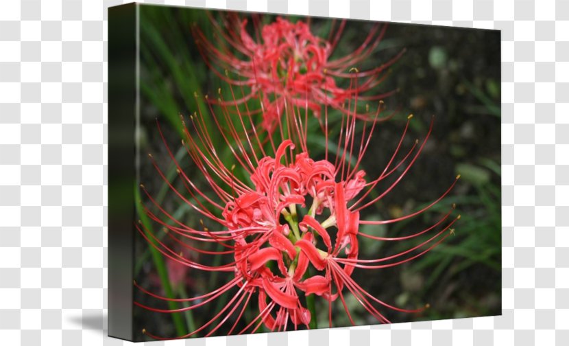 Art Printmaking Imagekind Poster Fort Walton Beach - Protea Family - Red Spider Lily Transparent PNG