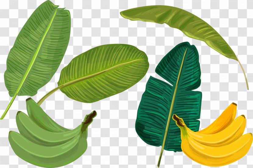 Banana Leaf - Art - Palm Leaves Transparent PNG