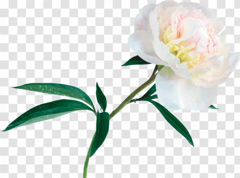 Bai Mudan Peony Clip Art - Flower Transparent PNG