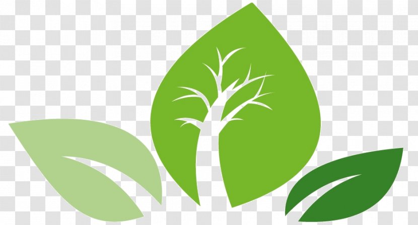 Leaf Logo Green Plant Stem Font Transparent PNG