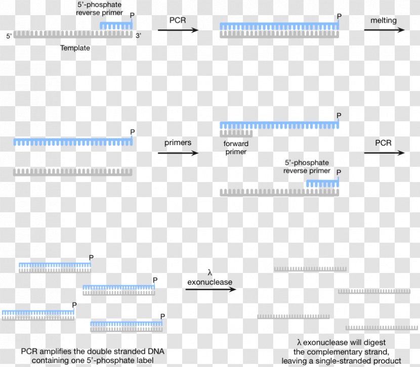 Polymerase Chain Reaction Aptamer DNA Systematic Evolution Of Ligands By Exponential Enrichment - PCR Transparent PNG