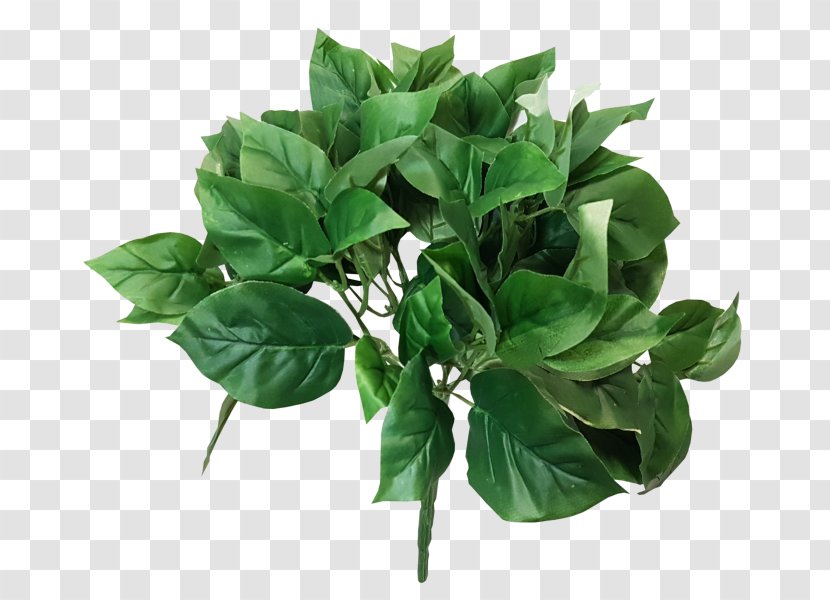 Green JMC Floral Bush Basil Devil's Ivy - Spinach - Pothos Transparent PNG