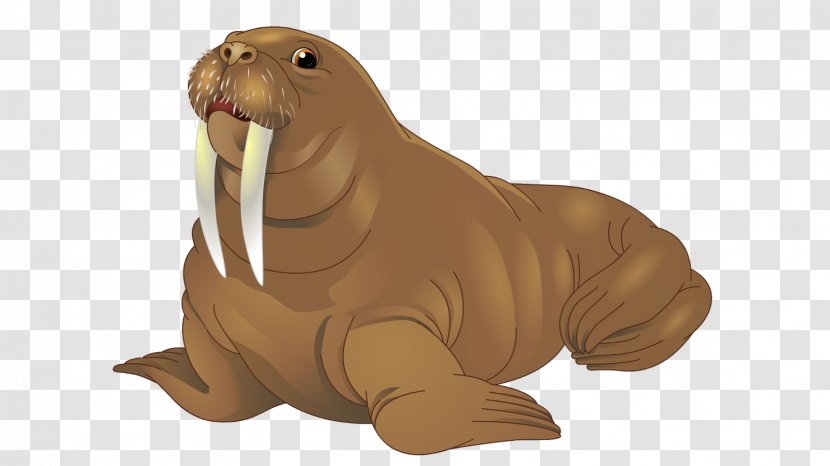 Walrus Sea Lion Earless Seal - Illustration Transparent PNG
