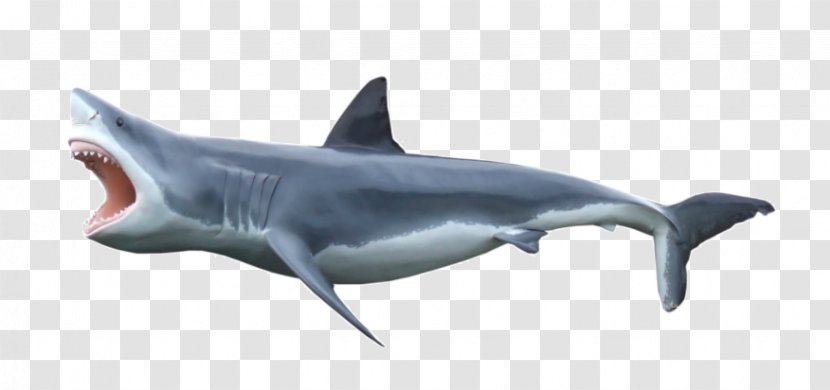Shark Fin Soup Great White Finning - Megalodon Transparent PNG