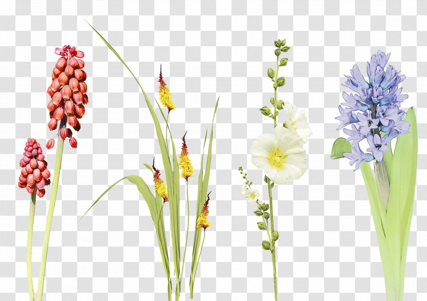 Flower Plant Grass Family Neotinea Ustulata - Wet Ink - Wildflower Stem Transparent PNG