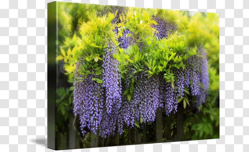 Lavender Lilac Purple Violet Shrub - Wisteria Transparent PNG