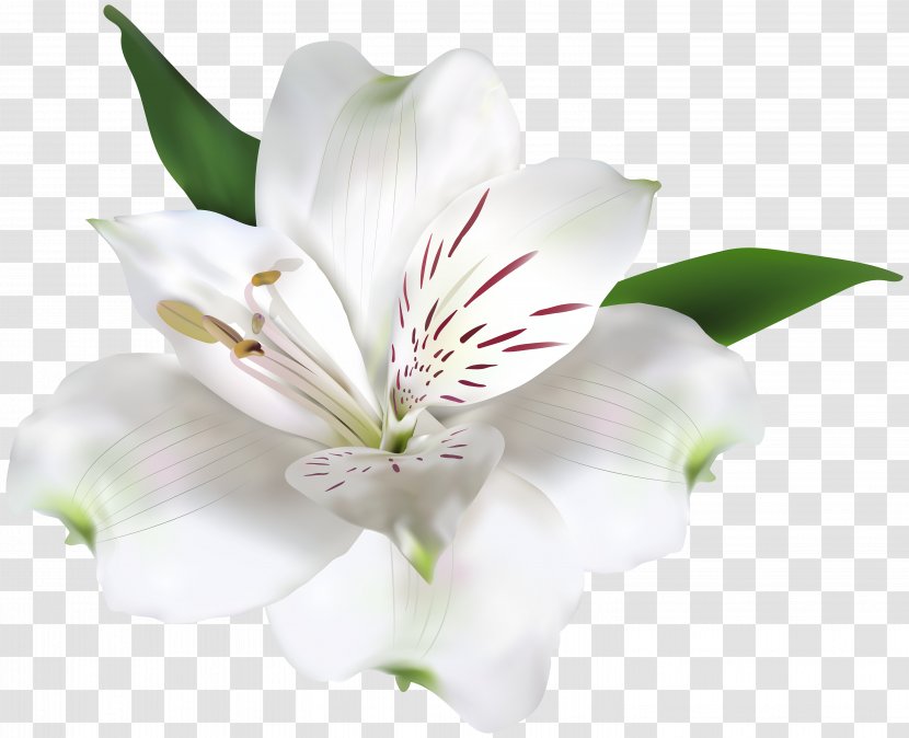 Lily Of The Incas Flower Clip Art - Flowering Plant Transparent PNG