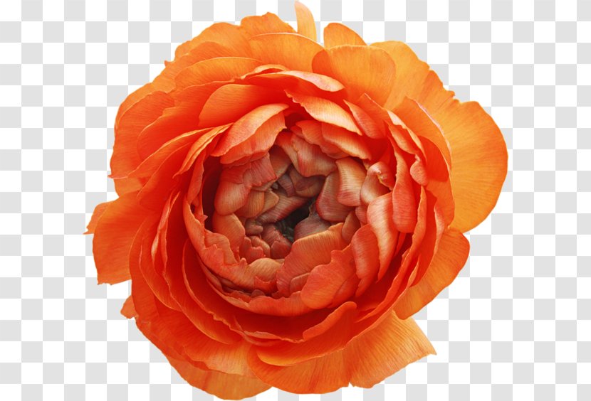 Garden Roses Flower Clip Art - Floribunda Transparent PNG