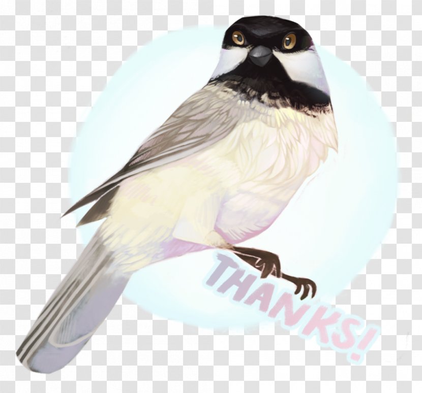 American Sparrows Finches Beak Chickadee Fauna - Finch - Bongo Animal Transparent PNG