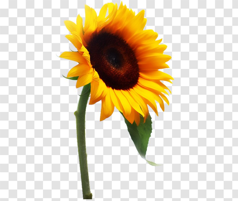 Common Sunflower RV Falke Donnersberg E.V. Photography Clip Art - Pollen - Brise Soleil Transparent PNG