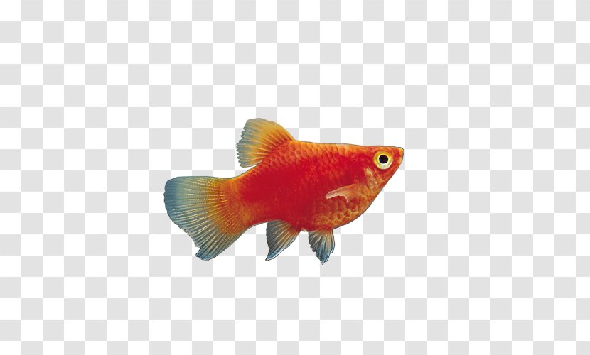 Goldfish Aquarium - Fish - Red Sea Model Transparent PNG