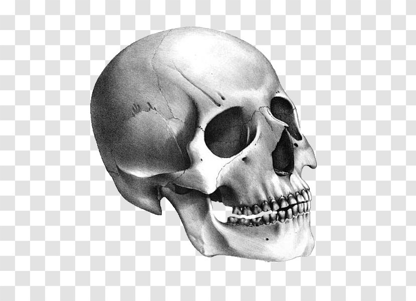 Columbine High School Massacre YouTube Eric Harris E Dylan Klebold - Bone - Creative Skull Transparent PNG