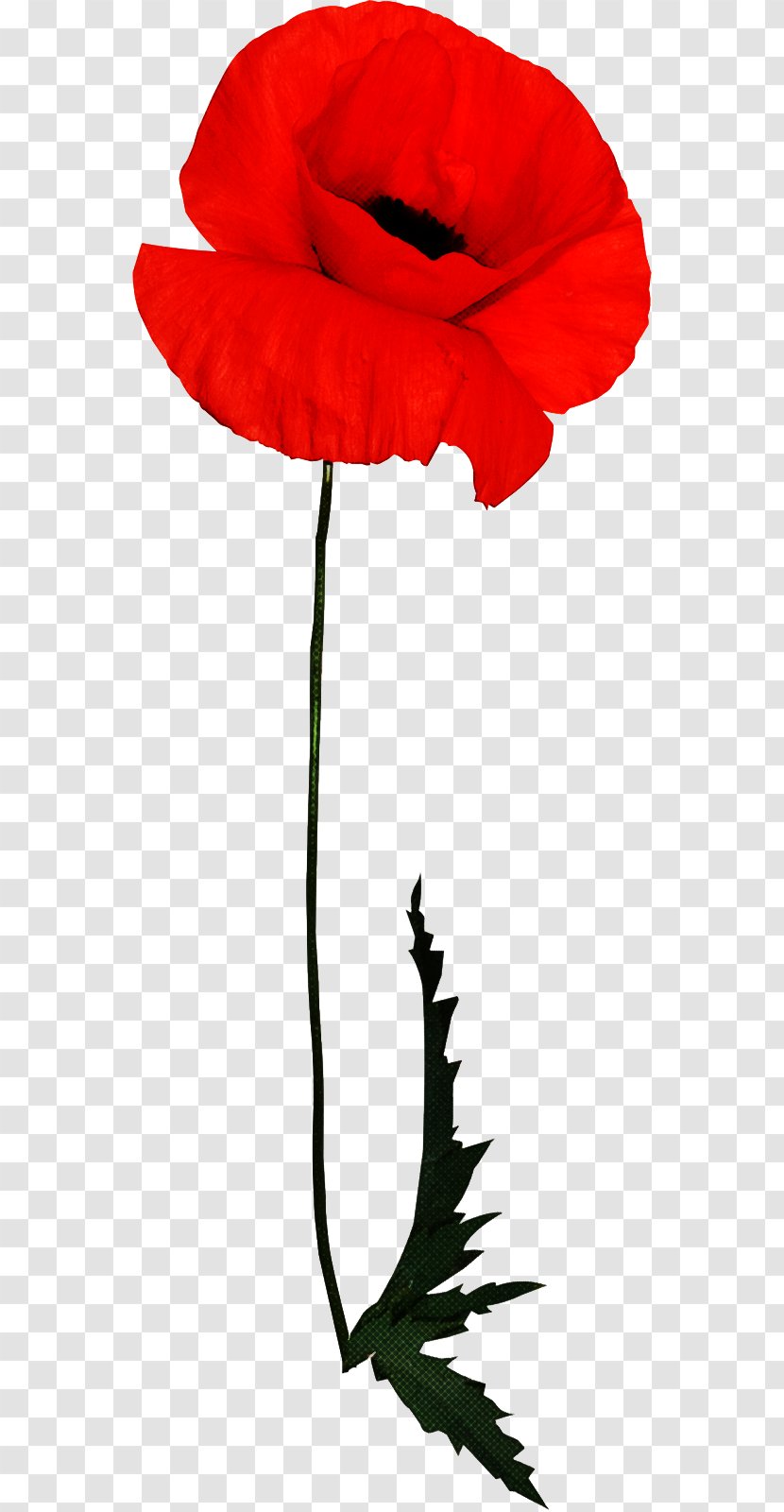 Red Flower Plant Coquelicot Corn Poppy - Stem - Family Transparent PNG