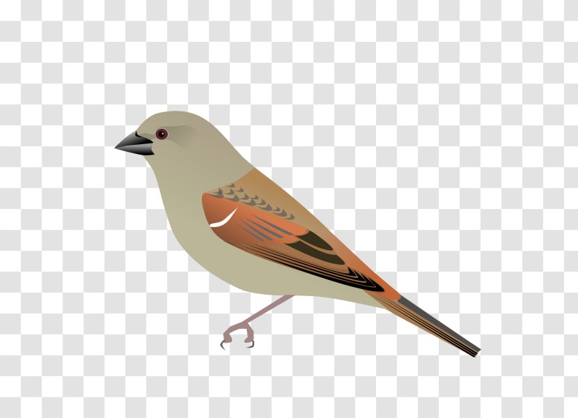 House Sparrow Bird Parrot-billed Transparent PNG