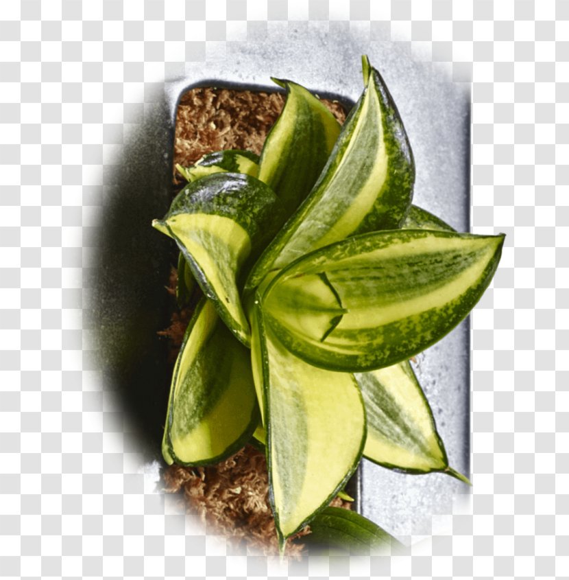 Viper's Bowstring Hemp Houseplant Embryophyta Flowerpot - Sansevieria Transparent PNG