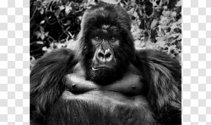 Gorilla Photographer Photography Black And White Wildlife - Burt Glinn - King Kong Transparent PNG