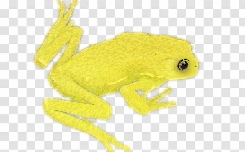 Tree Frog True Toad Yellow - Ranidae Transparent PNG
