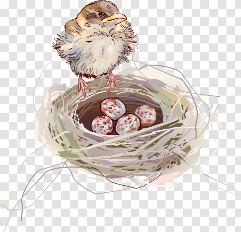 Edible Birds Nest Swallow - Vector Bird Transparent PNG