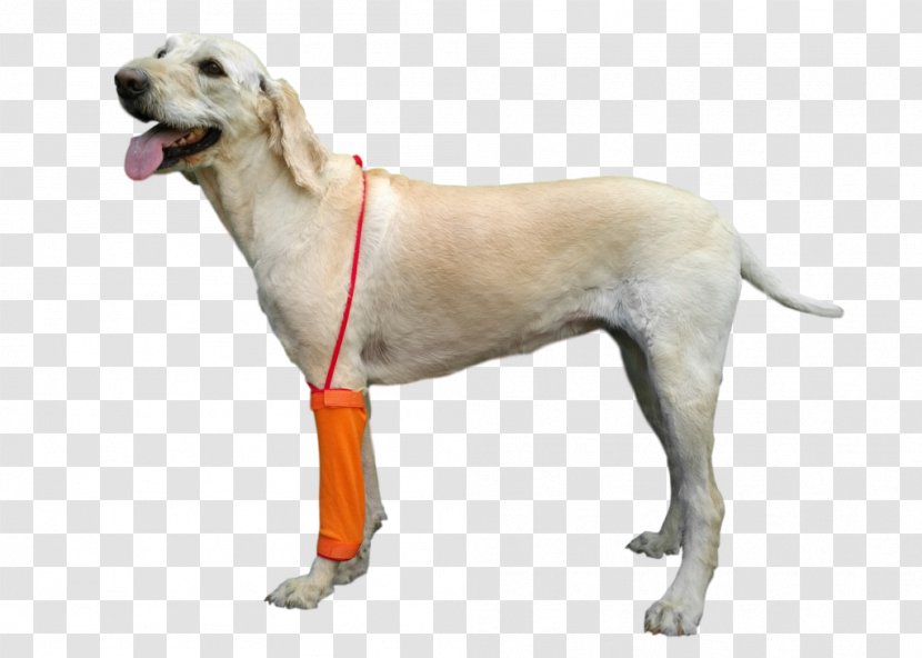 Labrador Retriever Companion Dog Breed Veterinarian Collar - Carnivoran Transparent PNG