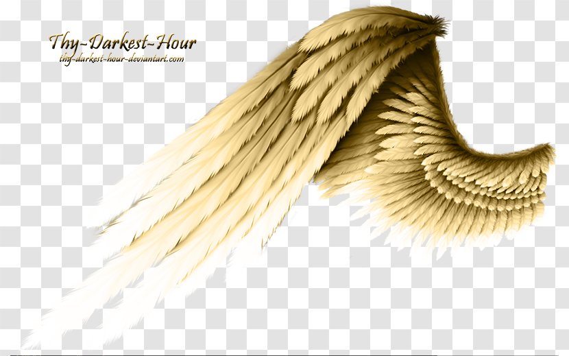 Angel Wing - Darkest Hour Transparent PNG